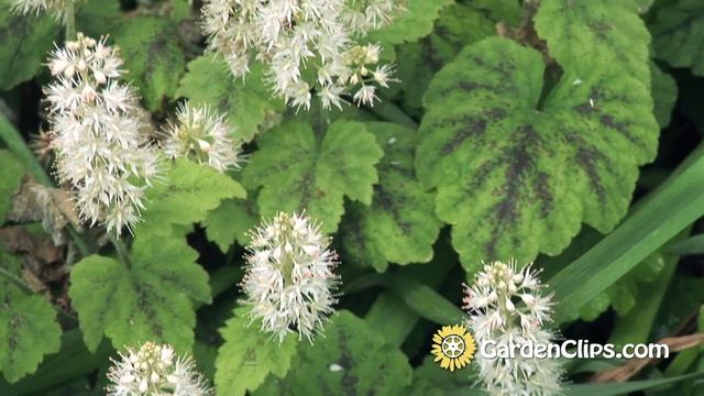 Foam Flower - Tiarella cordifolia - Grow Foam Flower смотреть онлайн