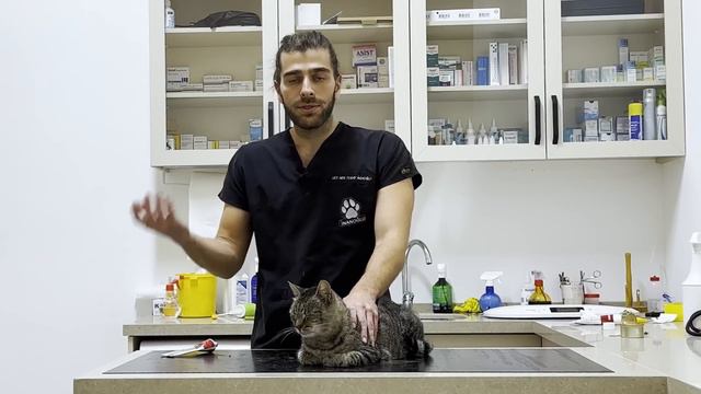 KEDİ MALTI NEDİR? ( Kedi Maltı Nasıl Kullanılır? )