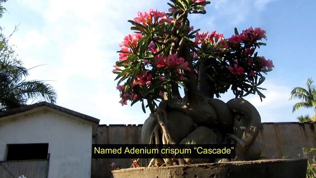 Adenium Crispum Cascade