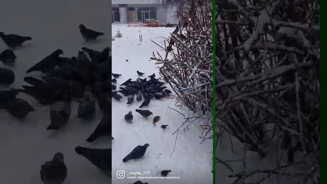 милейший утро от голубятни ??