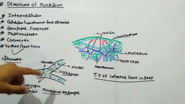Life cycle of Albugo in hindi смотреть онлайн
