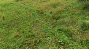 Полезли хорошие белые грибы в Подмосковье! 7 августа   сбор грибов в Чеховском районе!