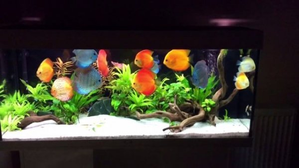 Planted discus tank - Juwel Rio 240L