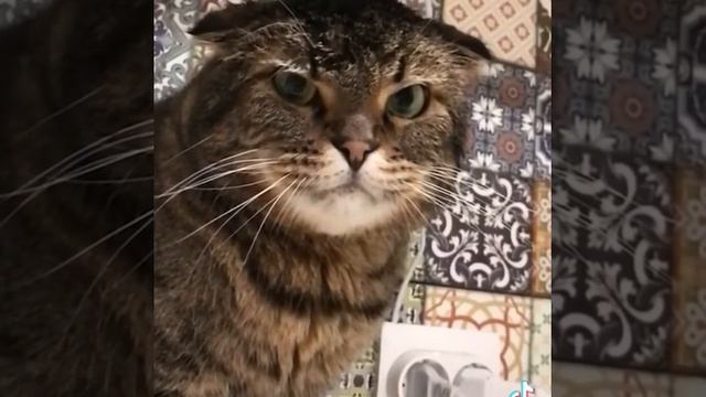 Съел собачий корм ? смотреть онлайн