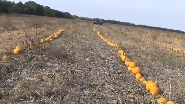 Выращивание тыквы смотреть онлайн