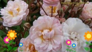 Роза парковая Жан Стэфен. Краткий обзор, описание характеристик, где купить саженцы Jean Stephenne