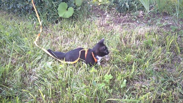 кот ест траву смотреть онлайн