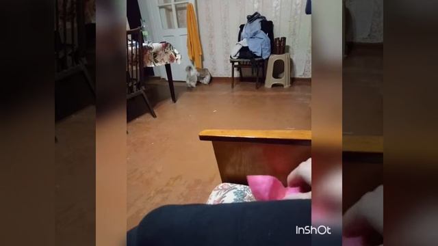 Смешной пёс Мафин и его любимый огрызок мяча)))