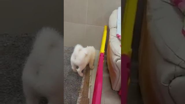 VIDEO F1 Pomsky Puppy SAVID X смотреть онлайн