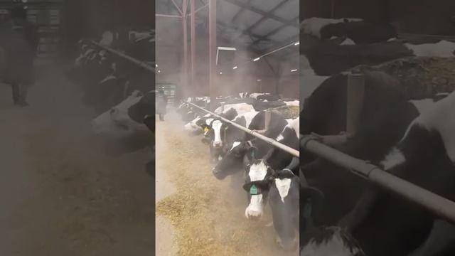 Содержание коров зимой. Ферма КРС. Коровы на ферме. Молочное животноводство. Сельское хозяйство смотреть онлайн
