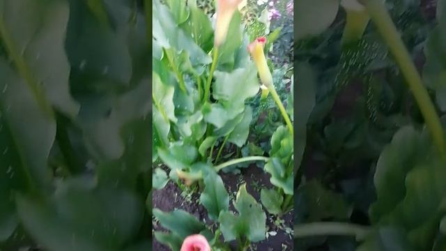 Садовые цветы. Каллы на даче #садовыецветы #цветыдлядачи #каллы #каллынадаче смотреть онлайн