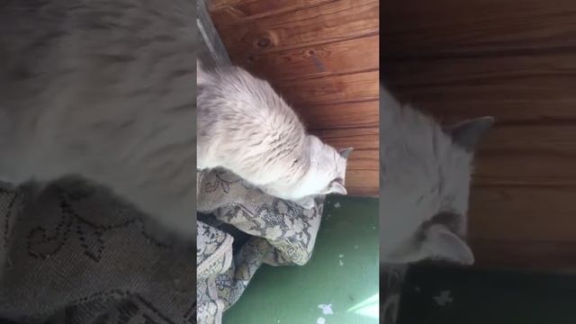 Сибирская кошка в сентябре (Невская Маскарадная) смотреть онлайн