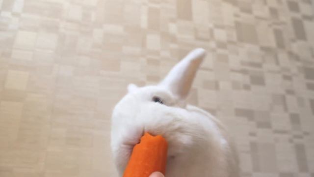 КРОЛИК ЕСТ МОРКОВКУ? смотреть онлайн