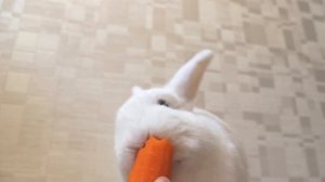КРОЛИК ЕСТ МОРКОВКУ?