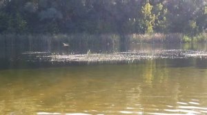 где берет начало река сейм и река Сейм в Курской области