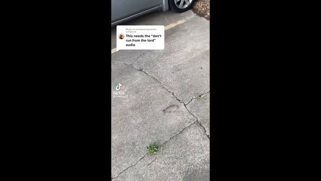 СМЕШНЫЕ КОШАЧЬИ МЕМЫ СБОРНИК 2022 Номер 100 смотреть онлайн