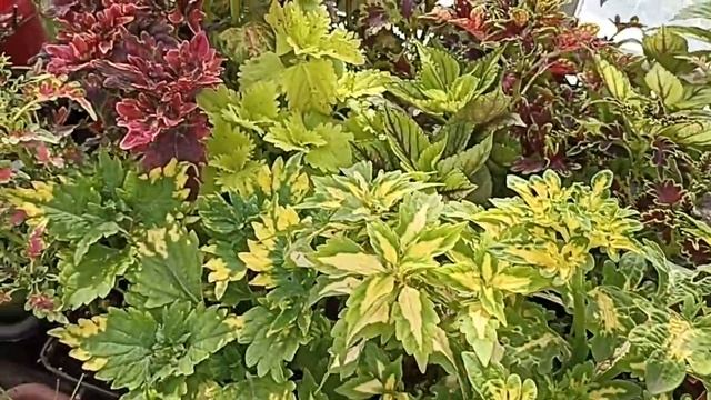 Строительство новой теплицы. Обзор рассады томатов. Обзор рассады цветов. смотреть онлайн