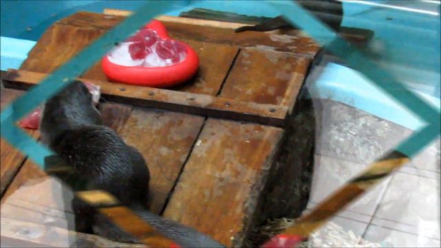 Выдры празднуют день влюбленных. 14.02.20 г.