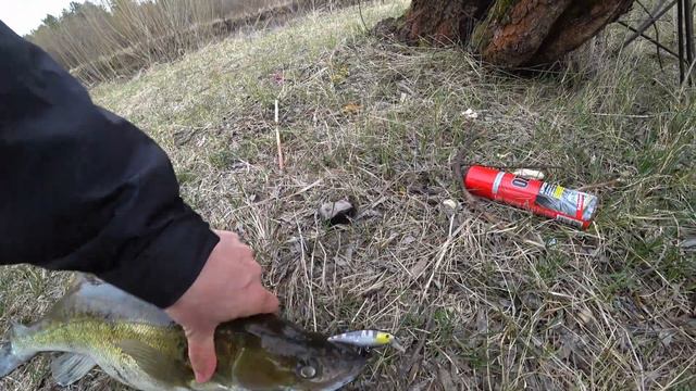 СУДАК НА ВОБЛЕР. рыбалка Поехал за жерехом, а клюнул он! Припять. Беларусь. смотреть онлайн