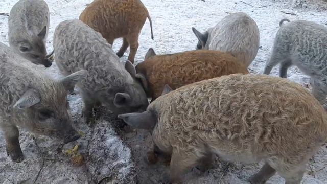 венгерская мангалица мясо характером смотреть онлайн
