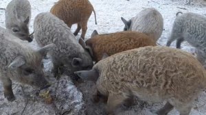 венгерская мангалица мясо   характером