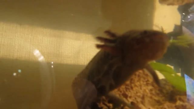 Аксолотль ест смотреть онлайн
