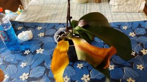 Как легко удалить пожелтевшие листья у орхидеи Фаленопсис.