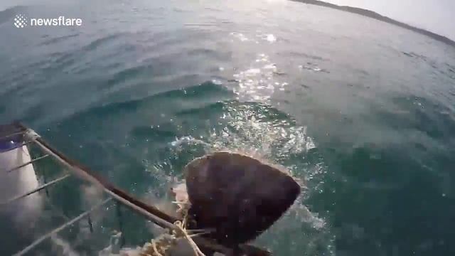 Дайверы испытали массу эмоций увидев хватку большой белой акулы смотреть онлайн