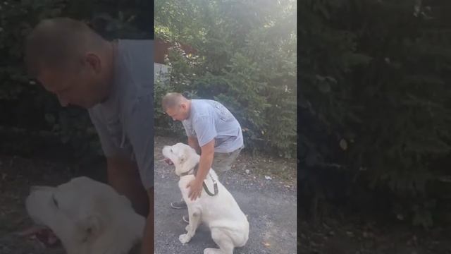 Дрессировка щенка Алабая. Озария 12 месяцев. Результаты занятия в конце видео. смотреть онлайн