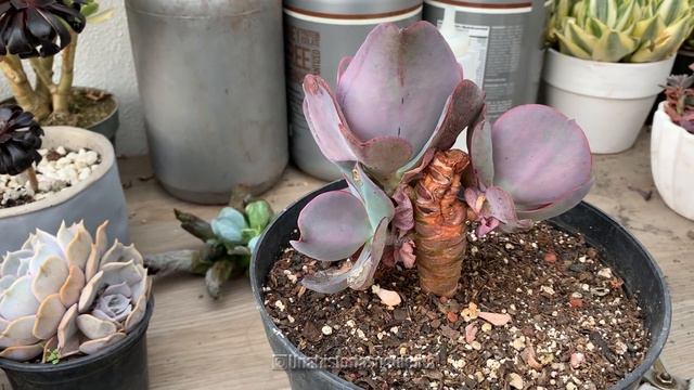 Qué le pasó a mi E. Culibra / update E. Etna смотреть онлайн