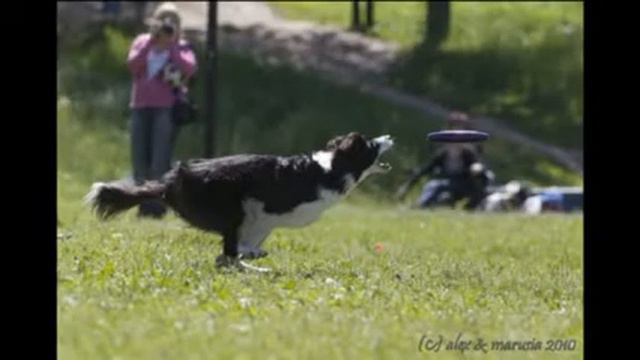 Dog Frisbee Border Collie Dellica