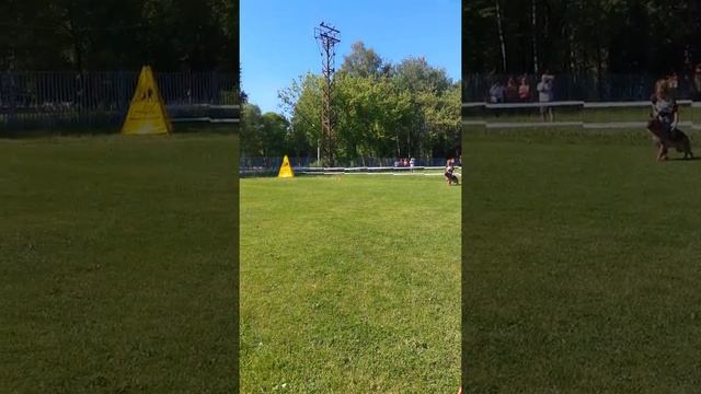 Де Орсе Мак Флай Зигерин. Выставка "Московия" проверка поведения. смотреть онлайн