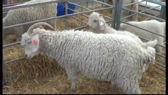 ANGORA GOATS by adr films 2013 смотреть онлайн