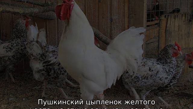 Пушкинская порода кур смотреть онлайн