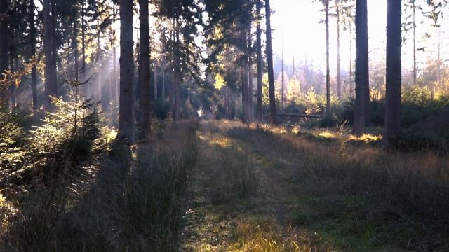 Красивый природа в лесу смотреть онлайн