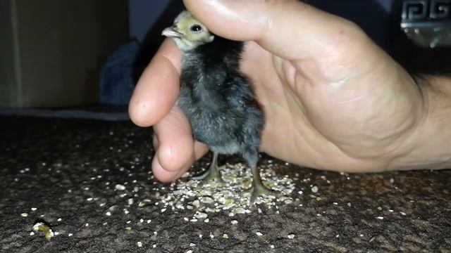 Маленькая хрупкая Жизнь смотреть онлайн