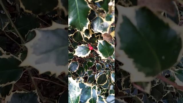 Падуб остролистный/Ilex aquifolium/#shorts смотреть онлайн