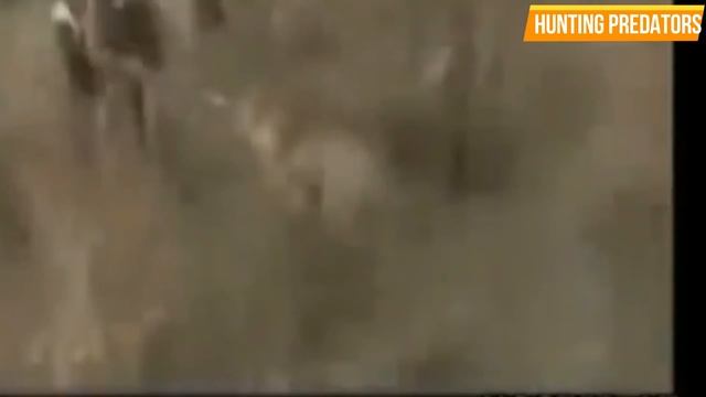 Zero distance between hippo, leopard, lion, buffalo, wild boar and hunter part 5 смотреть онлайн