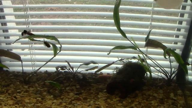 Необычный малёк гуппи. Мутация смотреть онлайн