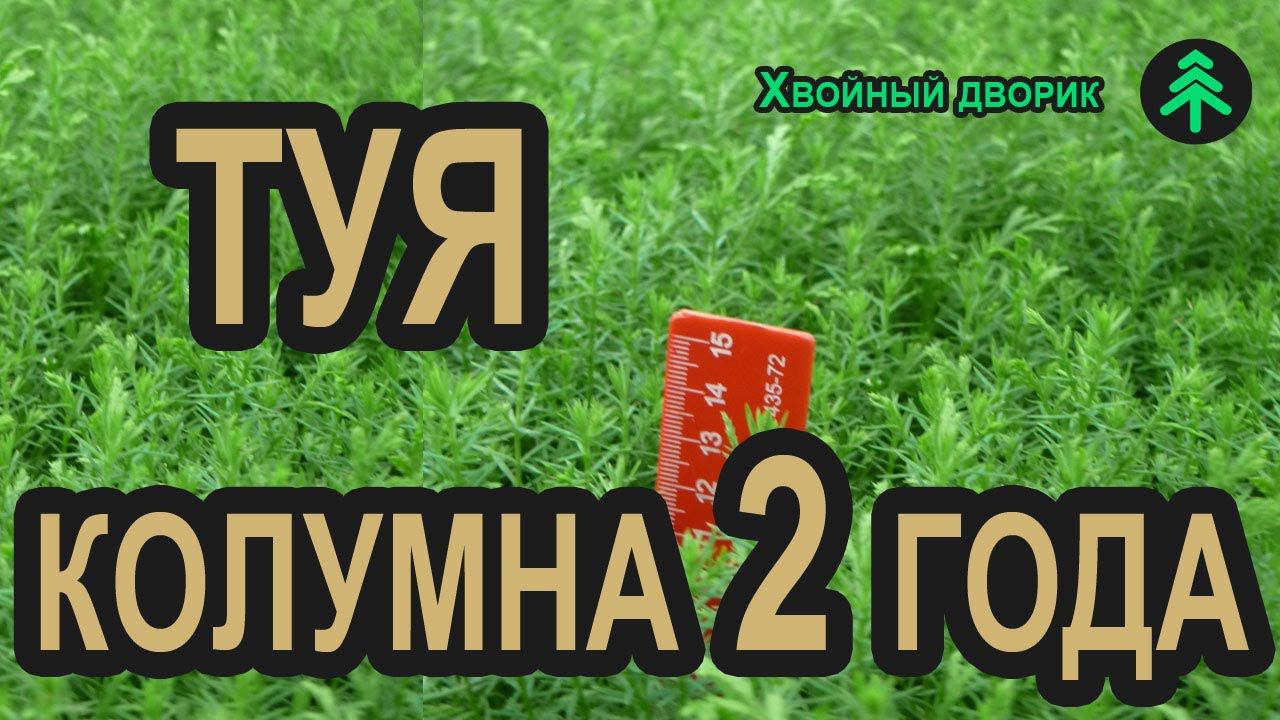 Сеянцы туи западной колоновидной Колумна 2-х летка. Как правильно посадить тую? смотреть онлайн