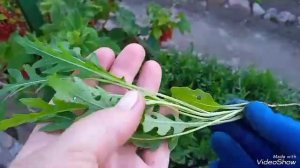 Многолетник удобный,неприхотливый,выносливый-руккола дикая