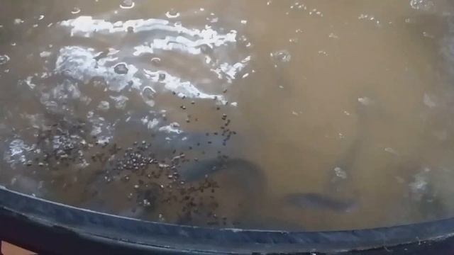 Кормление клариевого сома. Кормление сухим кормом и печенью. Едят как пираньи. смотреть онлайн