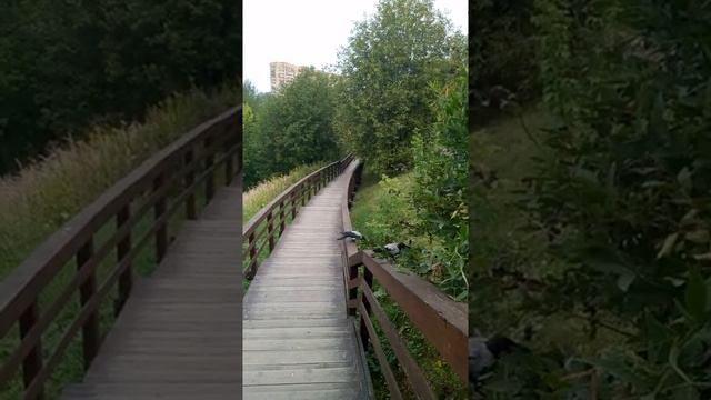 Послушайте ворона кар, кар, кар, кар, кар, кар..У вас такие перья. смотреть онлайн