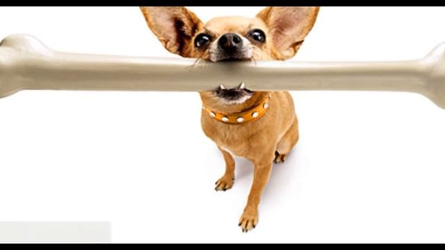 [5 умных мыслей] Почему собаки закапывают кости? смотреть онлайн