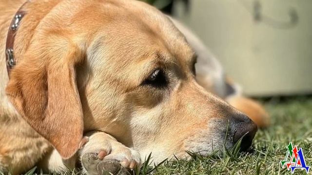 ПЁС понял, что стал никому НЕ НУЖЕН, соседи хотели его УСЫПИТЬ, но… смотреть онлайн
