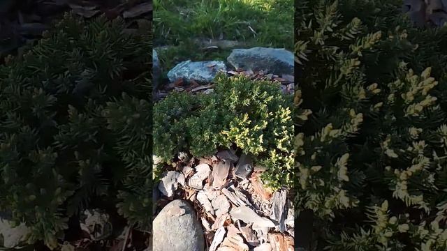 Можжевельник Нана смотреть онлайн