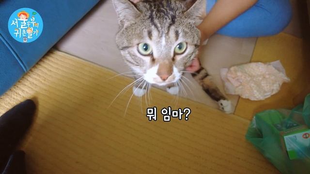 직접 수확한 고추튀김에 막걸리 한잔~! 캬아~~/초심으로 돌아간 서울 부부의 귀촌일기~! (Country Story of City Couple EP.642) смотреть онлайн