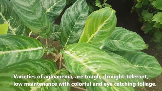BRILLIANT - AGLAONEMA COLLECTION by Bella Plantitas смотреть онлайн