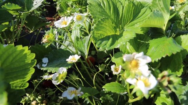 Strawberry Fields Forever ~ Strawberry Picking Outfit смотреть онлайн