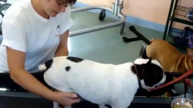 Albert, the paralyzed French bulldog, on the Dogtread смотреть онлайн
